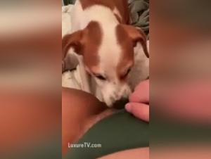 La puttana succhia il suo cane, debacery febbrile