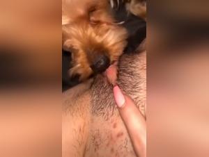 Heftige Orgien mit Hund und Geliebte