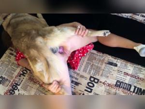 Exclusive Video for Satisfying Canine Sex Cravings