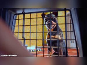 Teil 14 - Wenn die Schlampe ihren Hund aufgibt