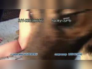 Dullys Girl cedera alla tentazione canina, un'esperienza cruda e accattivante.