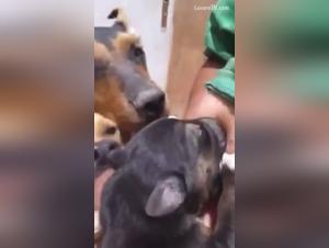 Explore the Taboos of Bestiality and Extreme Sex