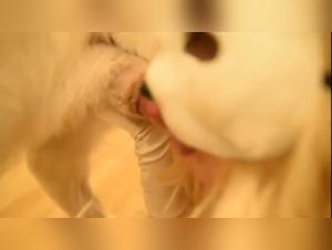 Intense and exciting moments of zoophilia