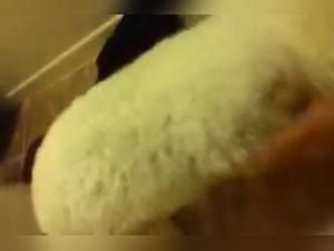 Bestiality sex video with dog