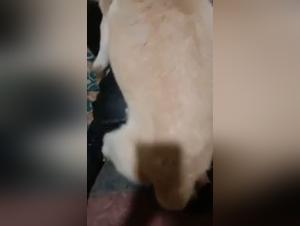 Troie scatenate: l'ossessione del cane in azione