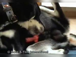 Unique Bestial Encounters