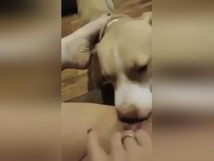 La chatte brunette est servie et sucee par son chien avant de etre baisee