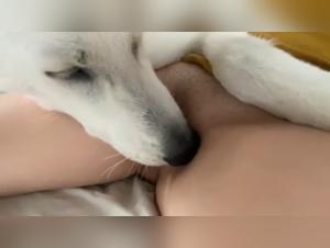 Porn Star Mazzy Gagnon in Extreme Bestiality Scene