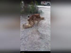 Discover exciting bestiality sex and dog sex videos