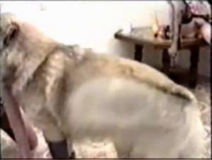 Extreme Zoophilia Scene with Twin Sisters and a Dog