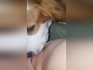 Bestiality Sex Video: Homemade Dog Sex