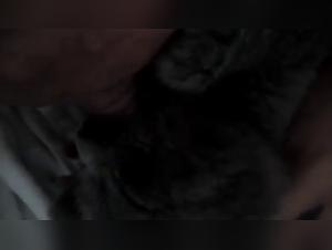 Woman offering milk to a cat - A soft and exciting zoophilia scene