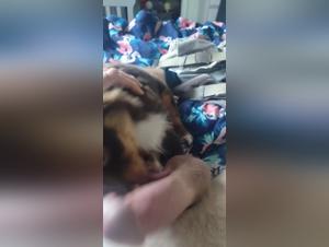 Extreme Sex Video with an Animal