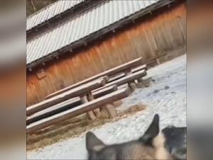 bestiale plaisir, domination canine