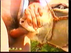 Bestiality sex with a heifer: a video not to be missed