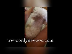 Dog sex video: a hard and extreme scene