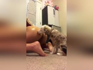 Discover the forbidden pleasures of bestiality