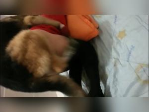 Discover the Forbidden in this Bestiality Video