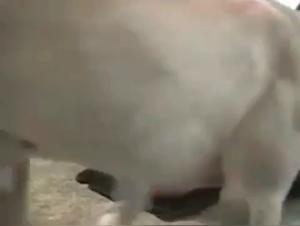 Check out a hardcore sex scene with a BBW woman and a dog