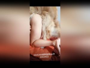 Porno animaux : baise avec chiens, salopes sucees sont chien
