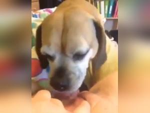 Dog Sex Video: Watch this Woman Get Her Pussy Licked by a Dog