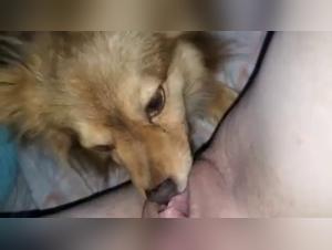 Bestiality Sex Video with a Dog
