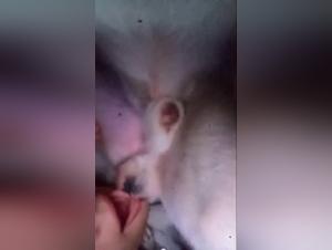 Accidenti, piacere per cani e animali