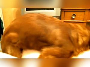 How to understand the canine sexual drive for a happy and lasting marriage