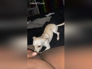 Forbidden Sex Scene: Man and Dog