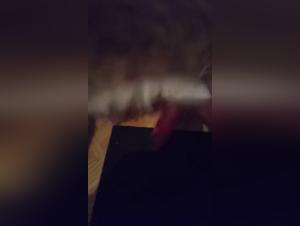 Hard bestiality: a woman and her dog