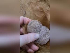 Explore the Ecstasy of Bestiality in this Amateur Video