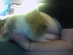 Hochwertige Zoophilie im Netz & Sexlektar: lesbische, heterosexuelle lesbische oder lesbische Sexlebebarn auf einer Porno-Video-Tube.