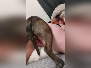 Dog Sex Videos for Ecstasy Lovers