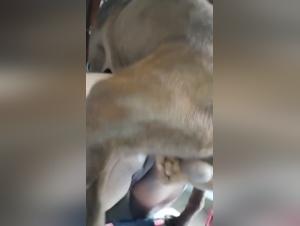 Les putains de quatre pattes qui font l'amour avec les chiens