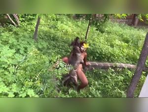 Lady Zoe Green :  Le Cœur de la Passion Animale