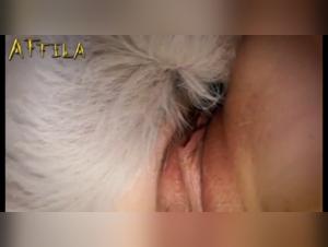 Extreme sex scene with animals - Morena and two dogs