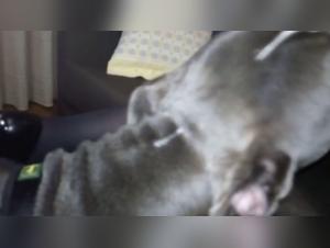 A Woman and Her Dog: A Wild Encounter