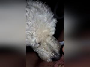 Exploring the Dark Alleys of Beast Tube and Art of Zoo TickZoo