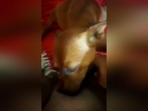 beastiality cartoons