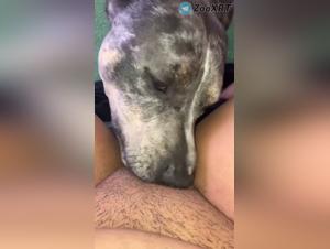 Sottomissione felina: quando il cane domina