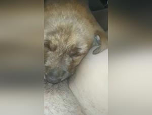 bestialzoo dog mistress