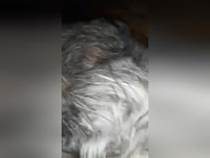 Intense sex scene with a dog and his mistress
