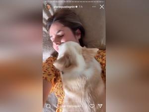 Fuck saugt seinen Hund unter tobendem Blick