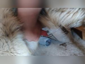 Sex Scenes with Hardcore and Extreme Dogs