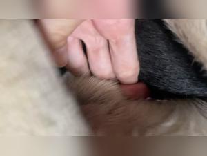 Girl Fucking Dog:  Unveiling Taboo Desires