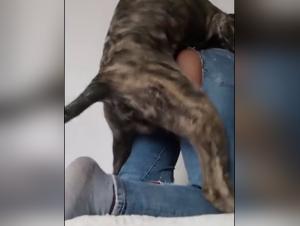 Sex with Dog Video - Woman Submissive to a Dog