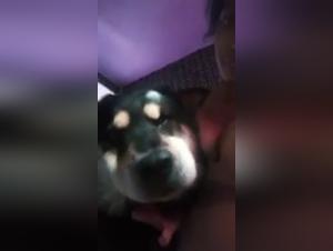 Sex video with dog: amateur and hard