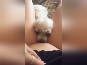 Extreme dog sex video