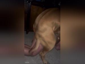 Dog sex videos: a submissive and exhibitionist woman indulges in extreme pleasures with a dog