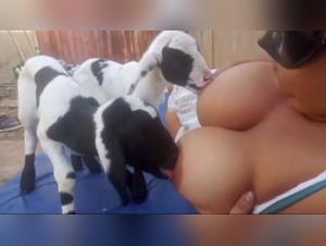 hund leckt and zoo tube